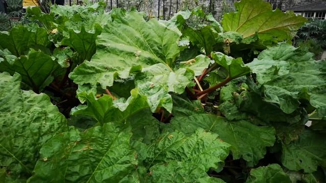 Выращиваем ревень. Приспособление для "форсирования" ревеня. Rhubarb forcer. смотреть онлайн