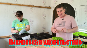 ПИКИРОВКА ТАБАКА началась. Аккумуляторный ОПРЫСКИВАТЕЛЬ нам в помощь. Наша жизнь в деревне