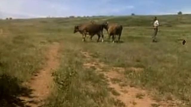 бык осеменитель смотреть онлайн