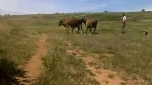 бык осеменитель