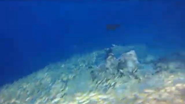 Мальдивы. Дайвинг. Морские дьяволы-Манты. Дельфины. смотреть онлайн