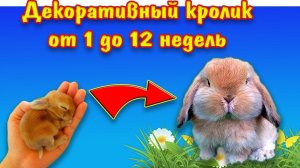 Как растут кролики, размеры декоративных кроликов