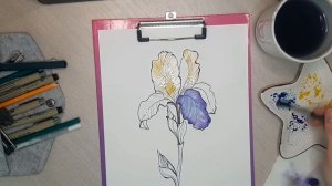 Как нарисовать ирис?