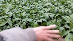 Томат детерминантный ПРИМО РЕД F1 Clause