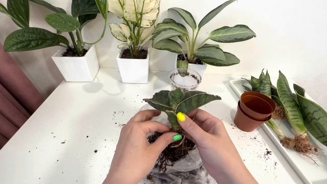 Пересадка новых Сансевиерий￼? / #сансевиерия