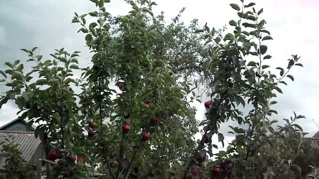 Яблоня Коваленковская смотреть онлайн