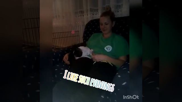Relaxing video from Picard/Boston Terrier смотреть онлайн