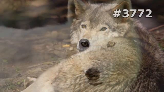 #3772. Волки, койоты и шакалы (В мире животных) смотреть онлайн