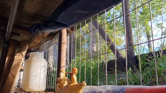 Спасли чилийского воробья. Выпускаем на волю / Salvamos chileno sparrow смотреть онлайн