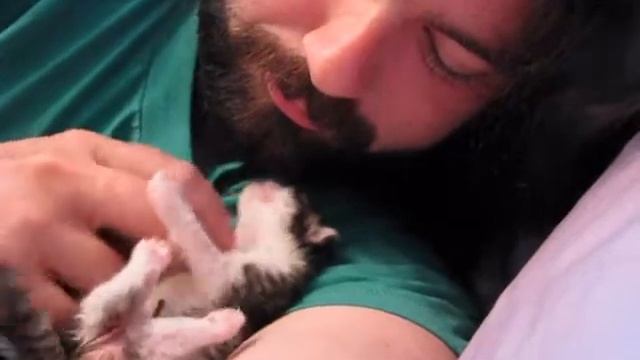 Armstrong the Baby Kitten смотреть онлайн