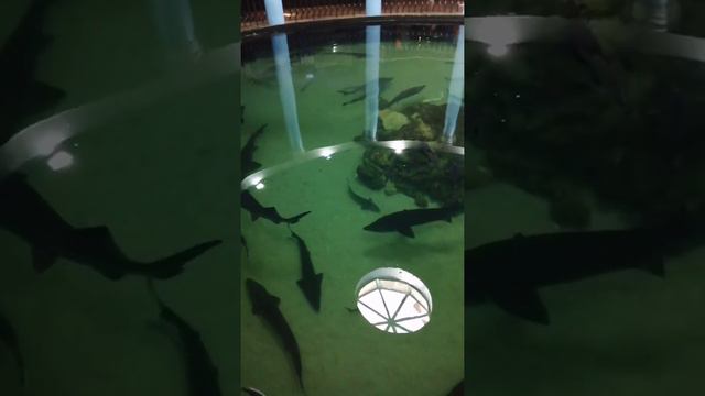 ЧУДО СВЕТА Аквариум Севастополь aquarium Sevastopol смотреть онлайн