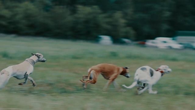 Просто красивое видно о собачьих бегах / уиппеты на курсинге / самые быстрые собаки смотреть онлайн