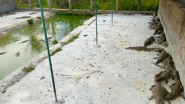 CROCODILE FARM CUBA 2020!КРОКОДИЛОВАЯ ФЕРМА КУБА 2020!PLAYA GIRON!PLAYA LARGA! CARIBBEAN SEA!КАРИБЫ смотреть онлайн