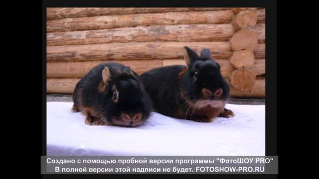 Черный огненный порода кролика смотреть онлайн