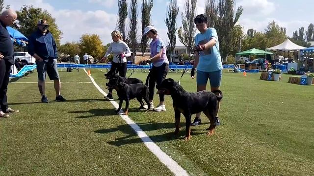 Щенки суки - моно ротвейлеров Краснодар 2023