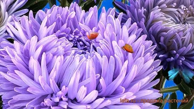 Астра обыкновенная Лавендер (beautiful Day Lavender) ? обзор: как сажать, семена астры Лавендер