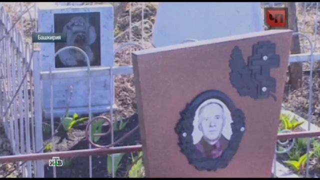 «Возрождение язычества» зоошиза похоронила свою собаку на кладбище для людей смотреть онлайн