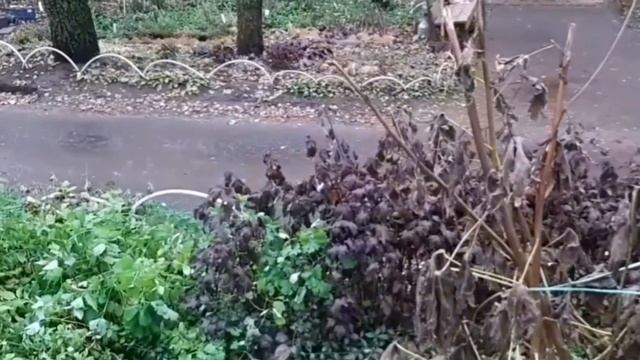 Колеусы , уборка на клумбе у 5эт.дома . 1 ноября , t +14° ! смотреть онлайн