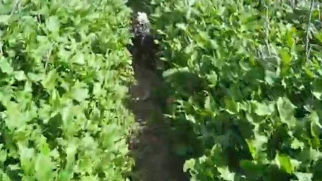 dogs n canyon 3