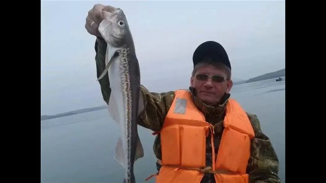 7 рыб, которые продаются без головы смотреть онлайн