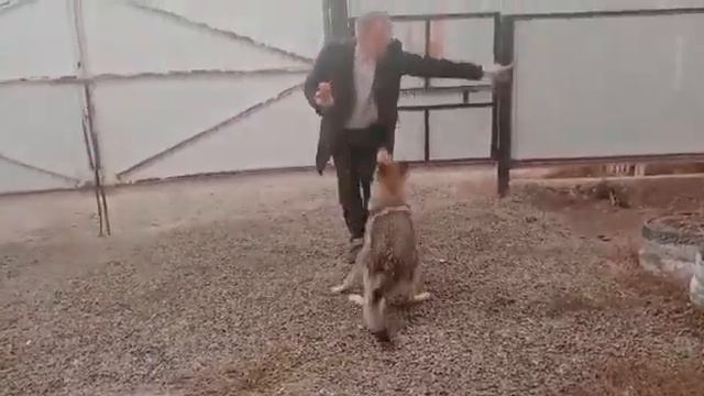 Влчак Граф смотреть онлайн