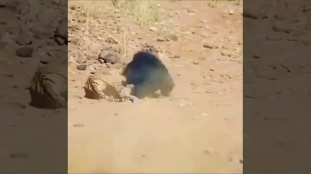 схватка тигра и медведя губача смотреть онлайн