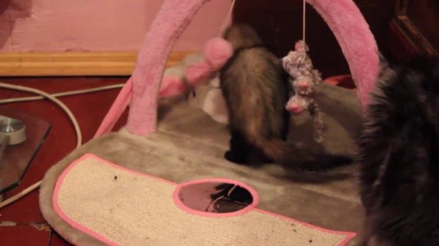 Веселый домашний Хорек Гери 3 года / Хорьки в доме с котами Приколы с хорьком смотреть онлайн