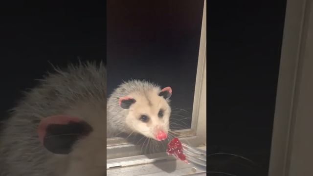 Possum Feasts on Jelly From a Fork || ViralHog смотреть онлайн