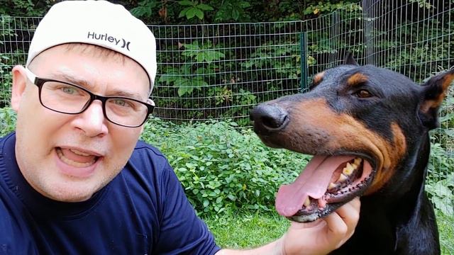 Teaching Doberman Tricks SNOOT CHALLENGE Training Video смотреть онлайн