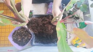 Грунт для ФИЛОДЕНДРОНА.