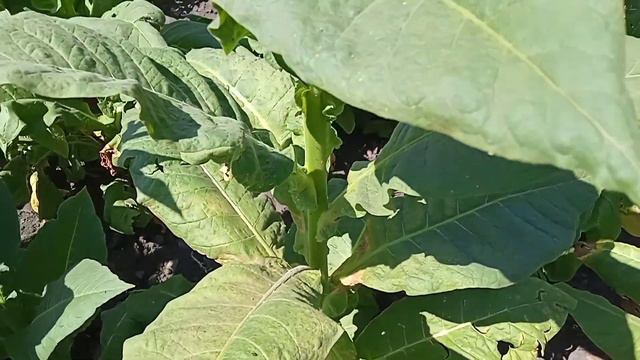 Перик. Стоит ли сажать?