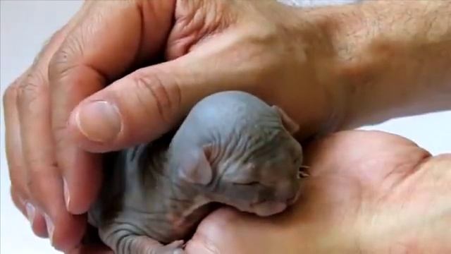 Лысые кошки порода "сфинкс" смотреть онлайн