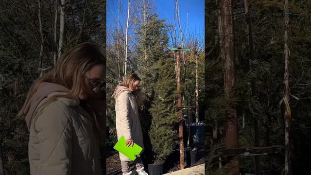 выбираем растения в питомнике ч1 #ландшафтныйдизайн #ландшафтныйдизайнучастка #ландшафтныйдизайнер смотреть онлайн