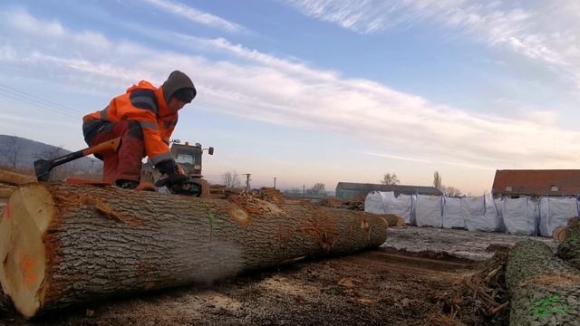 STIHL MS 362 WOOD CUTTING//rezanie dreva stihl ms 362 смотреть онлайн