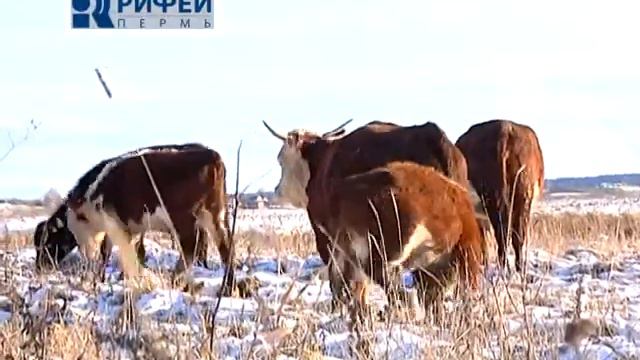 История успеха Андрей Сидоров смотреть онлайн