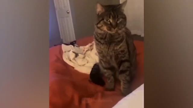 Самые смешные животные. Приколы с котиками и собачками