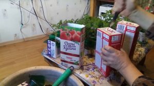 Томаты вторая пикировка, подкормка перекисью водорода