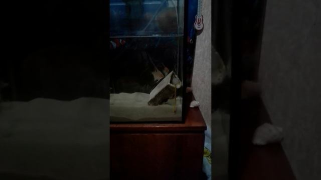 Парочка Скалярий чистит место для нереста смотреть онлайн