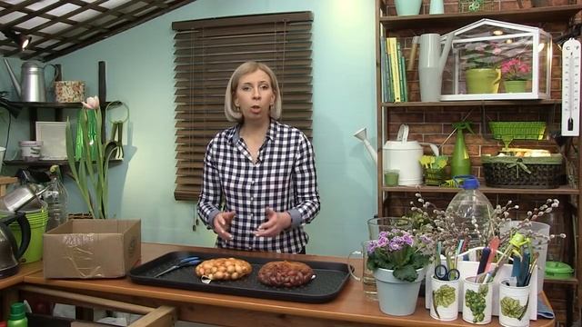 Как хранить лук севок? Дневник Дачника Марины Рыкалиной смотреть онлайн