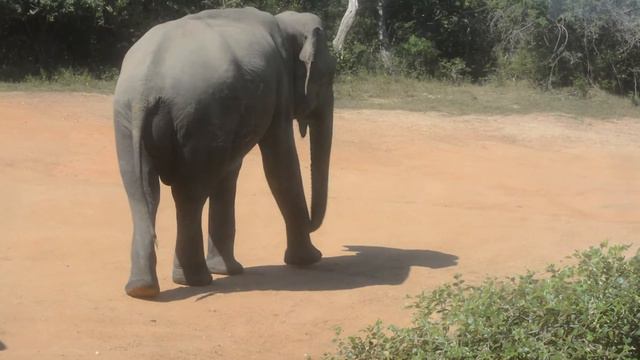 Elephant at Yala National Park (Sri-Lanka) смотреть онлайн