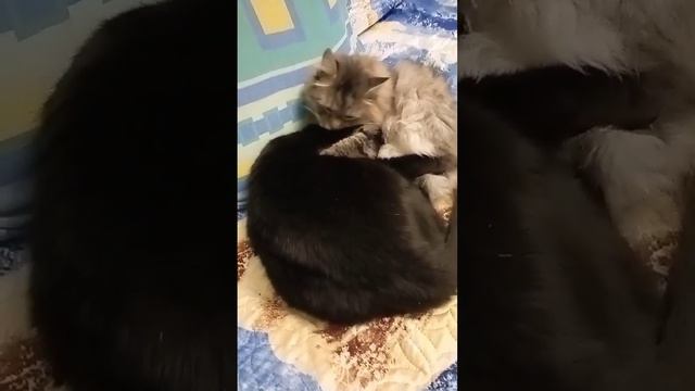 Смешные кошки #Страшная, но ничо ! # смотреть онлайн