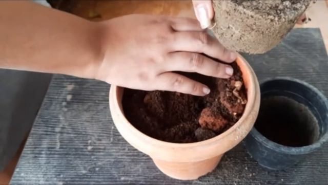 How To Repot A Small Plumeria Plant With Proper Potting Mix
