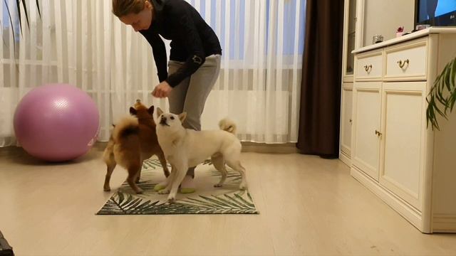 Твист. Сиба-трюки. Юкио и Сумико смотреть онлайн