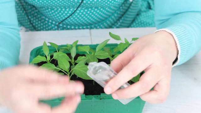 Как бороться с "ЧЕРНОЙ НОЖКОЙ" !!! смотреть онлайн