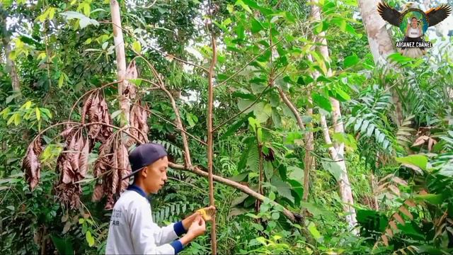 aksi mikat burung di hutan senyap yg menegangkan demi Burung ini‼️ смотреть онлайн