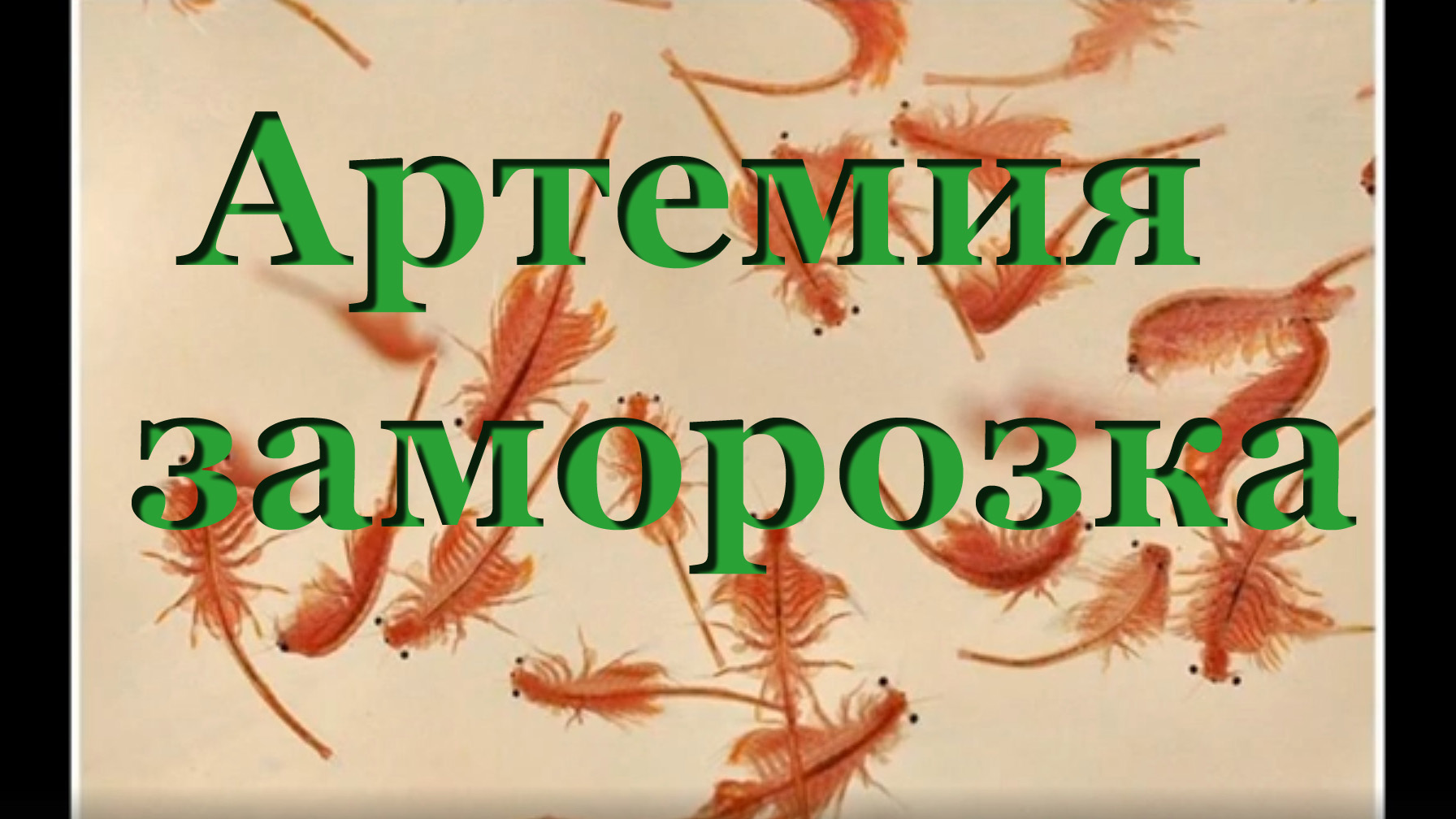 Замороженная артемия: как кормить заморозкой, кого кормить мороженным рачком смотреть онлайн