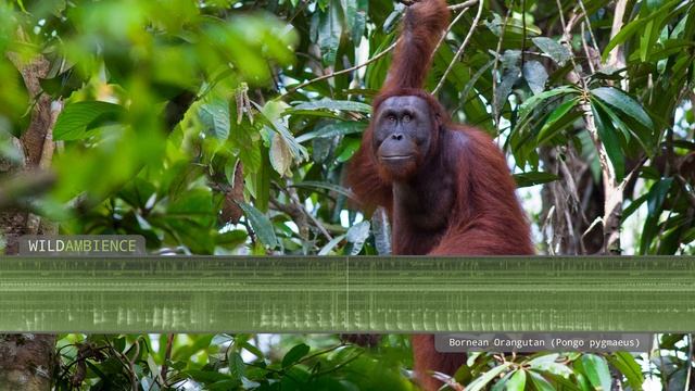 Orangutan Sounds & Call - Male Orangutan Calling At Night In Borneo's Rainforest