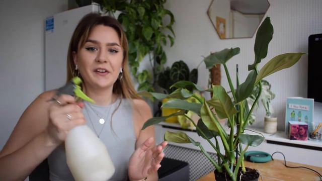 What to do when bringing new plants home! смотреть онлайн