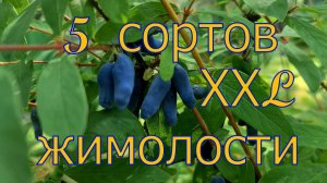 5 крупноплодных сортов ЖИМОЛОСТИ! Обзор урожая 2022! Тверская область, мой опыт