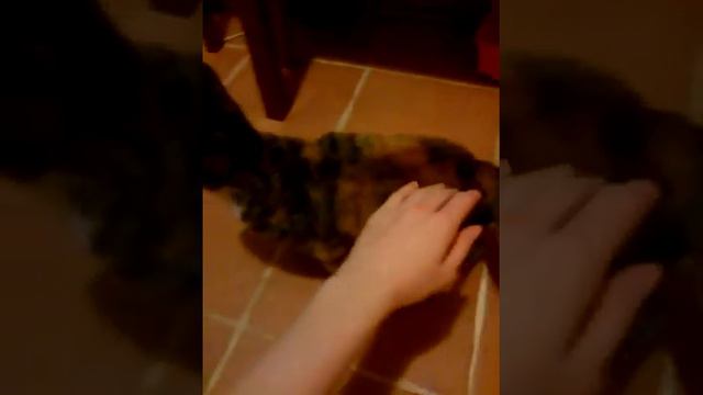 Кошка в добрые руки смотреть онлайн